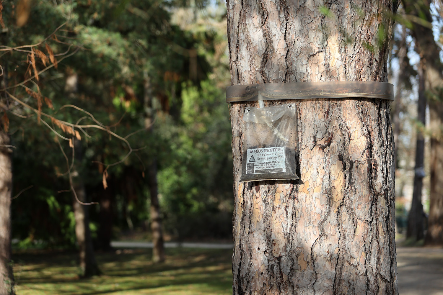 Piège à chenille processionnaire sur un arbre